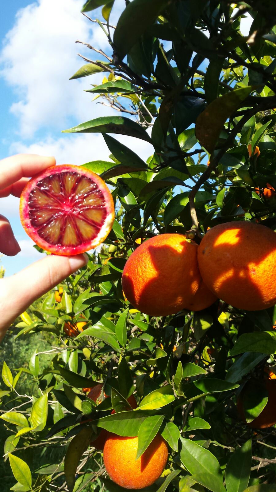 Questions fréquentes